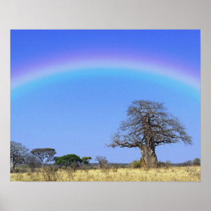 Regenboog en Afrikaanse baobabboom, Adansonia Poster