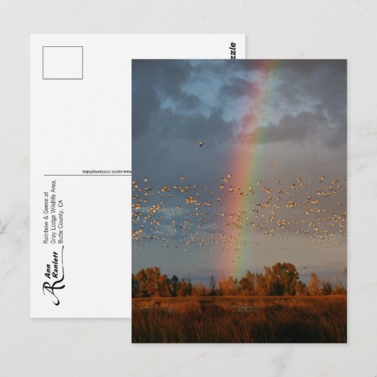 Regenboog en ganzen Briefkaart (Voorkant / Achterkant)