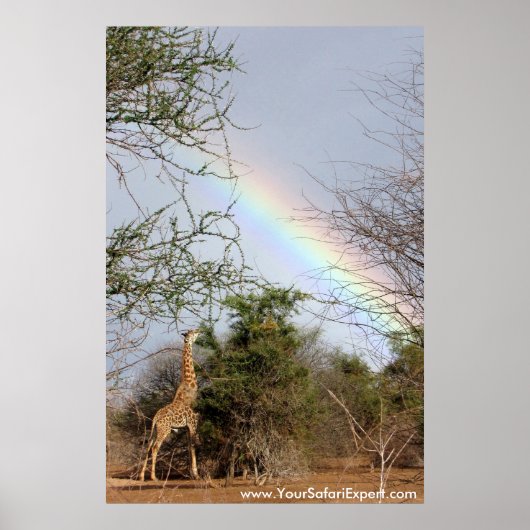 Regenboog en Giraffe Poster / Afdruk (tot 35 x 52  (Voorkant)