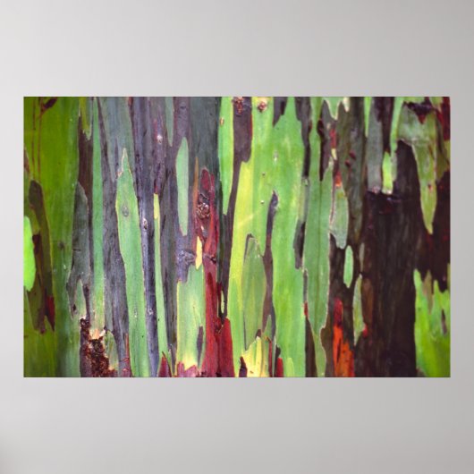 Regenboog Eucalyptus Poster (Voorkant)