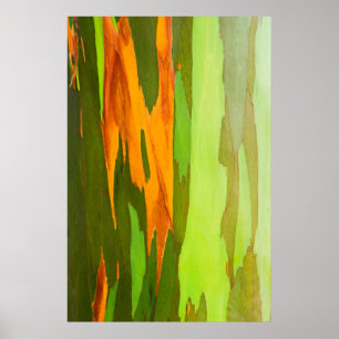 Regenboog Eucalyptus schors, Hawaii Poster
