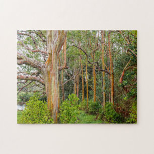 Regenboog Eucalyptus Trees. Maui, Hawaii. Legpuzzel