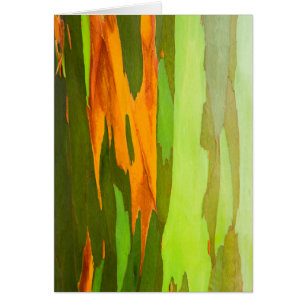 Regenboog Eucalyptusschors, Hawaii