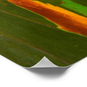 Regenboog Eucalyptusschors, Hawaii Poster (Hoek)