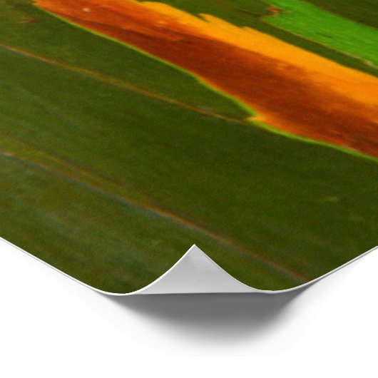 Regenboog Eucalyptusschors, Hawaii Poster (Hoek)