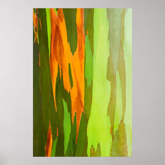 Regenboog Eucalyptusschors, Hawaii Poster (Voorkant)