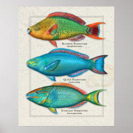 Regenboog, Koningin en Stoplight Parrotfish Poster