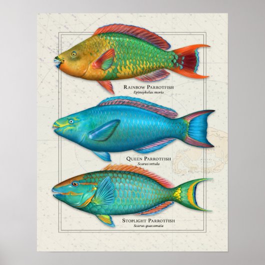 Regenboog, Koningin en Stoplight Parrotfish Poster (Voorkant)