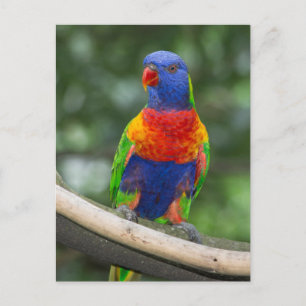 Regenboog Lori Portret Briefkaart