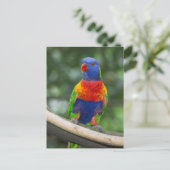 Regenboog Lori Portret Briefkaart (Staand voorkant)