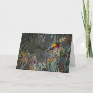 Regenboog Lorikeet in het lege wenskaart van Bomen Kaart