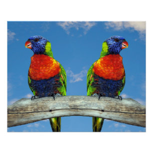 Regenboog lorikets twee neergestreken op een tak perfect poster