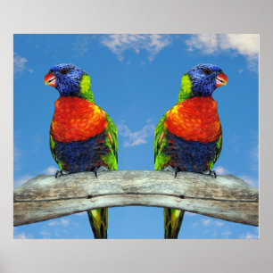 Regenboog lorikets twee neergestreken op een tak poster