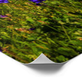 Regenboog over een bloeiende weide poster (Hoek)