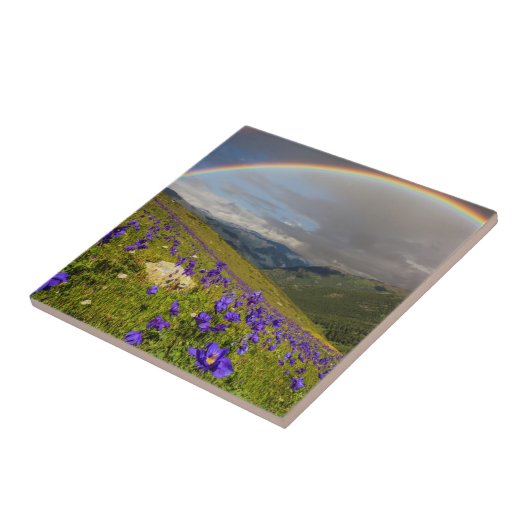 Regenboog over een bloeiende weide tegeltje (Zijkant)