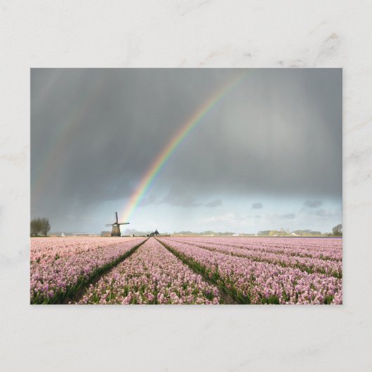 Regenboog over hyacinths en een windmolen in Neder Briefkaart (Voorkant)