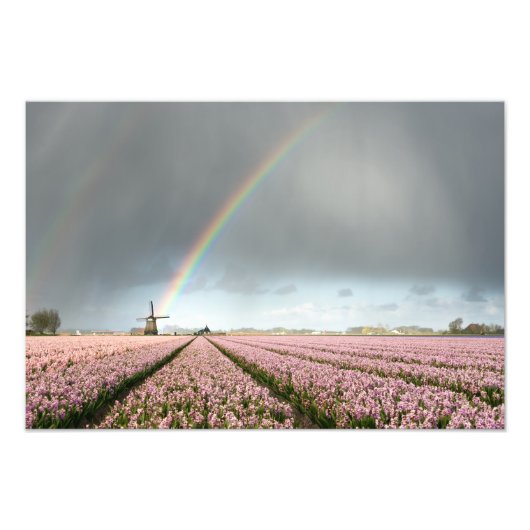Regenboog over hyacinths en een windmolen in Neder Foto Afdruk (Voorkant)