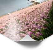 Regenboog over hyacinths en een windmolen in Neder Foto Afdruk (Hoek)