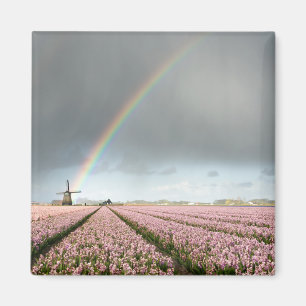 Regenboog over hyacinths en een windmolen in Neder Magneet