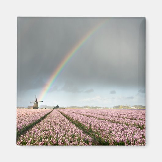 Regenboog over hyacinths en een windmolen in Neder Magneet (Voorkant)