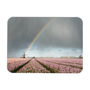 Regenboog over hyacinths en een windmolen in Neder Magneet