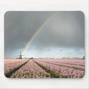 Regenboog over hyacinths en een windmolen in Neder Muismat