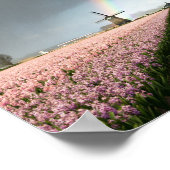 Regenboog over hyacinths en een windmolen in Neder Poster (Hoek)
