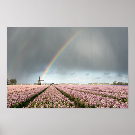 Regenboog over hyacinths en een windmolen in Neder Poster (Voorkant)