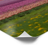 Regenboog over Tulps Field Poster (Hoek)