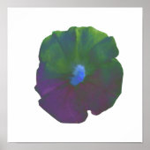 Regenboog Petunia Poster (Voorkant)