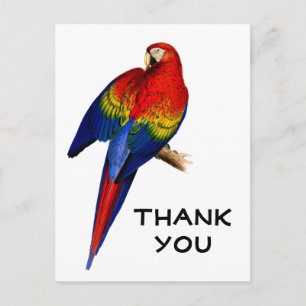 Regenboog Scarlak Ara Regenwoud Vogel Dank U Briefkaart