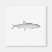 Regenboog Smelt Magneet (Voorkant)