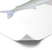 Regenboog Smelt Poster (Hoek)