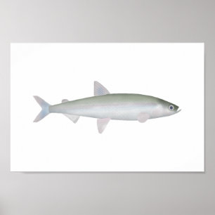 Regenboog Smelt Poster