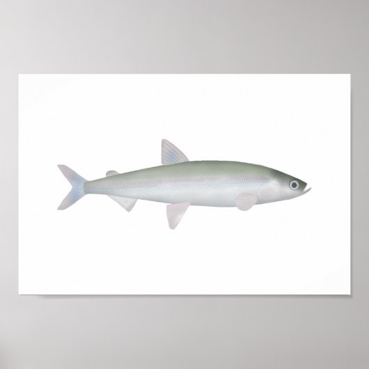 Regenboog Smelt Poster (Voorkant)