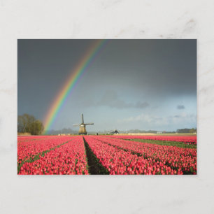 Regenboog, tulpen en briefkaart voor de windmolen