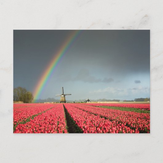 Regenboog, tulpen en briefkaart voor de windmolen (Voorkant)