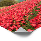 Regenboog, tulpen en molen poster (Hoek)