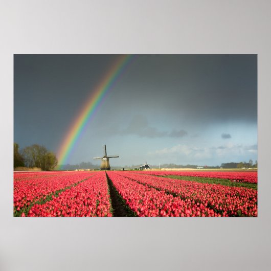Regenboog, tulpen en molen poster (Voorkant)