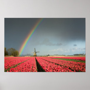 Regenboog, tulpen en poster voor de windmolen