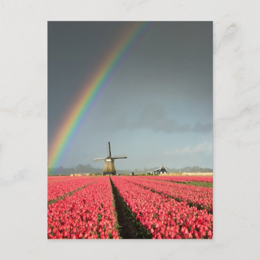 Regenboog, tulpen en verticaal briefkaart van de w (Voorkant)