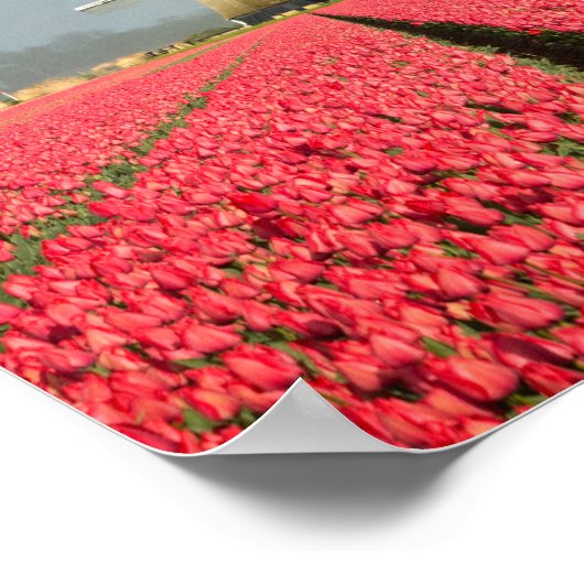 Regenboog, tulpen en verticaal poster van de windm (Hoek)