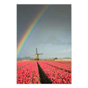 Regenboog, tulpen en verticale afdrukken van de wi foto afdruk