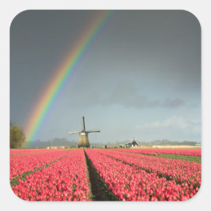 Regenboog, tulpen en windmolen vierkante sticker
