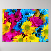 Regenboog van Daisies Poster (Voorkant)