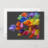 Regenboog van de roodbaars briefkaart (Voorkant / Achterkant)