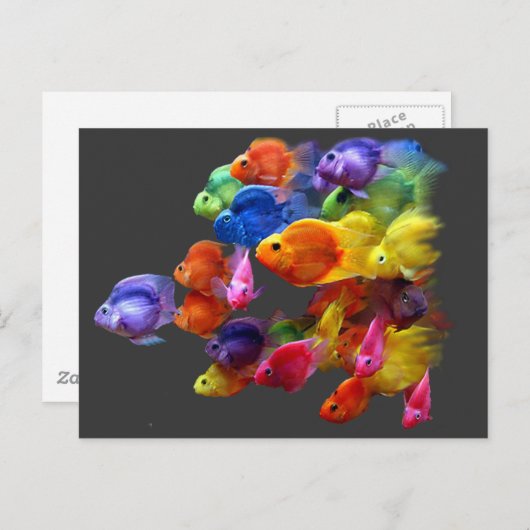 Regenboog van de roodbaars briefkaart (Voorkant / Achterkant)