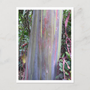 Regenboogachtige eucalyptusboom briefkaart