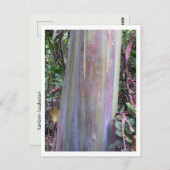 Regenboogachtige eucalyptusboom briefkaart (Voorkant / Achterkant)