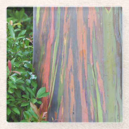 Regenboogachtige eucalyptusboom glazen onderzetter (Voorkant)